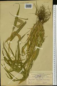 Setaria pumila (Poir.) Roem. & Schult., Siberia, Russian Far East (S6) (Russia)