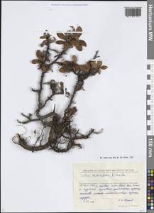 Salix khokhriakovii A.K.Skvortsov, Siberia, Chukotka & Kamchatka (S7) (Russia)