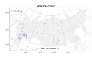 Achillea collina (Wirtg.) Becker ex Heimerl, Atlas of the Russian Flora (FLORUS) (Russia)