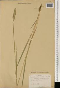 Alopecurus arundinaceus Poir., Mongolia (MONG) (Mongolia)