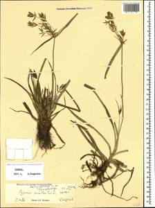 Cyperus esculentus L., Caucasus, Georgia (K4) (Georgia)