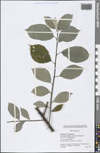 Salix caprea L., Eastern Europe, Central region (E4) (Russia)