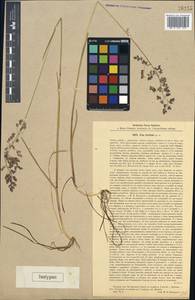 Poa pratensis L., Eastern Europe, Central region (E4) (Russia)