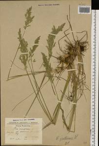 Poa pratensis L., Eastern Europe, South Ukrainian region (E12) (Ukraine)