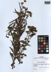 Hieracium umbellatum L., Siberia, Altai & Sayany Mountains (S2) (Russia)
