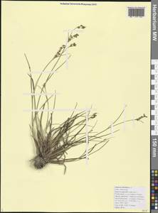 Juncus articulatus L., Caucasus, Black Sea Shore (from Novorossiysk to Adler) (K3) (Russia)