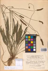 Plantago lanceolata L., Eastern Europe, West Ukrainian region (E13) (Ukraine)