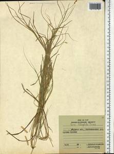 Carex lithophila Turcz., Siberia, Russian Far East (S6) (Russia)