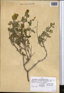 Scutellaria adenostegia Briq., Middle Asia, Pamir & Pamiro-Alai (M2) (Uzbekistan)