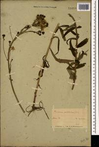 Hieracium umbellatum L., Eastern Europe, Belarus (E3a) (Belarus)