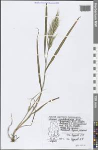 Bromus danthoniae Trin., Eastern Europe, Volga-Kama region (E7) (Russia)