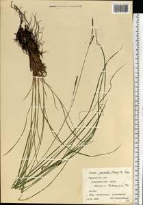 Carex nigra subsp. juncea (Fr.) Soó, Eastern Europe, Central region (E4) (Russia)