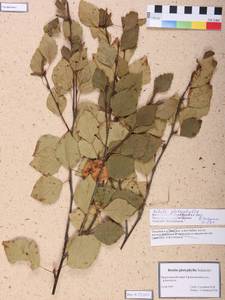 Betula pendula subsp. mandshurica (Regel) Ashburner & McAll., Siberia, Altai & Sayany Mountains (S2) (Russia)