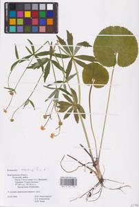 Ranunculus cassubicus L., Eastern Europe, North-Western region (E2) (Russia)