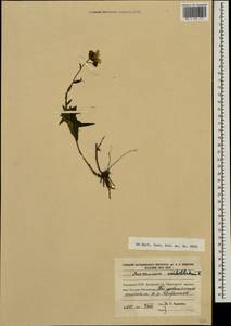 Hieracium umbellatum L., Eastern Europe, North Ukrainian region (E11) (Ukraine)