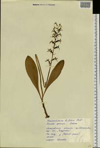 Platanthera bifolia (L.) Rich., Siberia, Altai & Sayany Mountains (S2) (Russia)