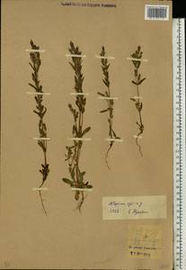 Gentianella amarella var. lingulata (C. Agardh) T. Karlsson, Eastern Europe, North-Western region (E2) (Russia)