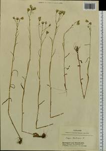Crepis tectorum L., Siberia, Central Siberia (S3) (Russia)