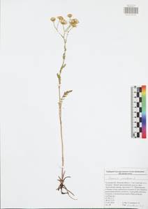 Jacobaea vulgaris subsp. vulgaris, Eastern Europe, Central region (E4) (Russia)