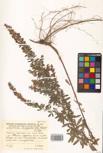 Lespedeza juncea (L.f.) Pers., Siberia, Russian Far East (S6) (Russia)