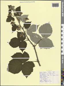 Rubus ibericus Juz., Caucasus, Black Sea Shore (from Novorossiysk to Adler) (K3) (Russia)