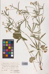 Ranunculus cassubicus L., Eastern Europe, Eastern region (E10) (Russia)