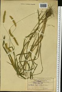 Setaria pumila (Poir.) Roem. & Schult., Siberia, Russian Far East (S6) (Russia)