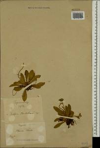 Pilosella officinarum Vaill., Eastern Europe, North Ukrainian region (E11) (Ukraine)