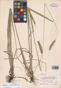 Alopecurus arundinaceus Poir., Eastern Europe, Lower Volga region (E9) (Russia)