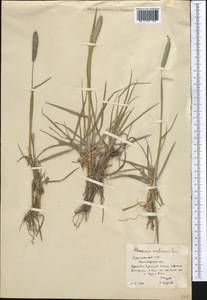 Alopecurus arundinaceus Poir., Middle Asia, Kopet Dag, Badkhyz, Small & Great Balkhan (M1) (Turkmenistan)