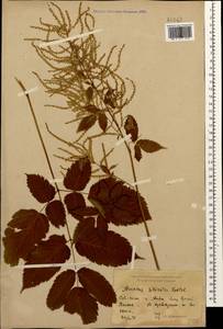 Aruncus dioicus var. kamtschaticus (Maxim.) Hara, Caucasus, Krasnodar Krai & Adygea (K1a) (Russia)