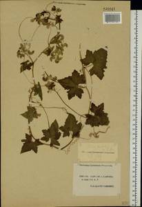 Bryonia alba L., Eastern Europe, South Ukrainian region (E12) (Ukraine)