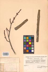 Populus tremula L., Siberia, Chukotka & Kamchatka (S7) (Russia)