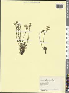 Cerastium polymorphum Rupr., Caucasus, Stavropol Krai, Karachay-Cherkessia & Kabardino-Balkaria (K1b) (Russia)