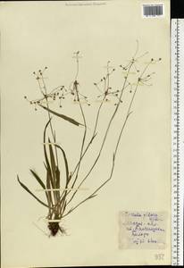 Luzula pilosa (L.) Willd., Eastern Europe, Moscow region (E4a) (Russia)