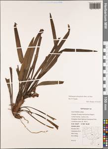 Ophiopogon platyphyllus Merr. & Chun, South Asia, South Asia (Asia outside ex-Soviet states and Mongolia) (ASIA) (China)