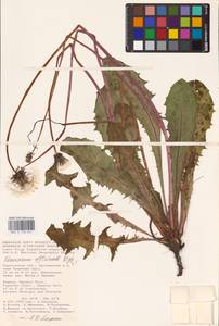 Taraxacum officinale Weber ex F. H. Wigg., Eastern Europe, Lower Volga region (E9) (Russia)