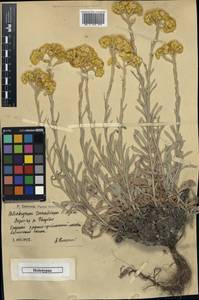 Helichrysum tanaiticum P. A. Smirn., Eastern Europe, Lower Volga region (E9) (Russia)