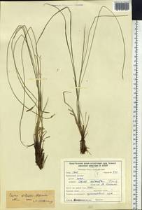 Carex nigra subsp. juncea (Fr.) Soó, Siberia, Baikal & Transbaikal region (S4) (Russia)