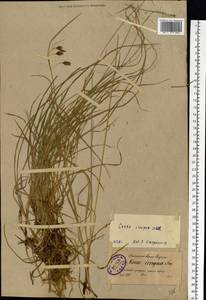 Carex magellanica subsp. irrigua (Wahlenb.) Hiitonen, Eastern Europe, North-Western region (E2) (Russia)