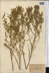 Artemisia scoparia Waldst. & Kit., Middle Asia, Western Tian Shan & Karatau (M3) (Kazakhstan)