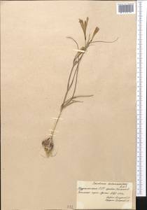 Ixiolirion tataricum (Pall.) Schult. & Schult.f., Middle Asia, Kopet Dag, Badkhyz, Small & Great Balkhan (M1) (Turkmenistan)