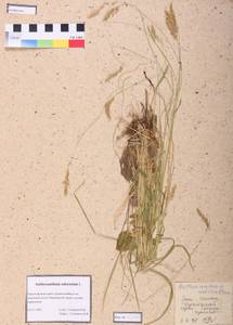 Anthoxanthum odoratum L., Siberia, Altai & Sayany Mountains (S2) (Russia)