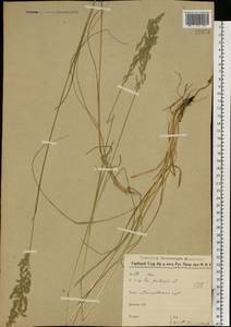 Poa pratensis L., Eastern Europe, Moscow region (E4a) (Russia)