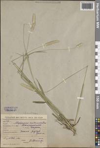 Alopecurus arundinaceus Poir., Middle Asia, Western Tian Shan & Karatau (M3) (Uzbekistan)