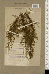 Artemisia scoparia Waldst. & Kit., Caucasus, Georgia (K4) (Georgia)