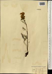 Pedicularis rubens Stephan ex Willd., Mongolia (MONG) (Mongolia)