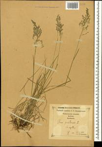 Poa pratensis L., Caucasus, Georgia (K4) (Georgia)