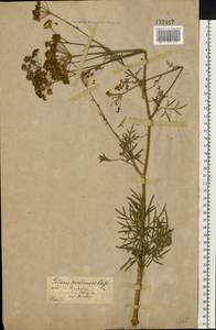 Silaum silaus (L.) Schinz & Thell., Eastern Europe, Central forest-and-steppe region (E6) (Russia)