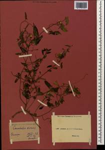 Convolvulus arvensis L., Caucasus, Abkhazia (K4a) (Abkhazia)